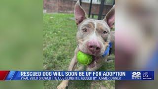 Pit bull mix Pluto seeks new home after video shows alleged abuse in Dorchester