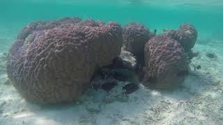 Dhigufaru house reef