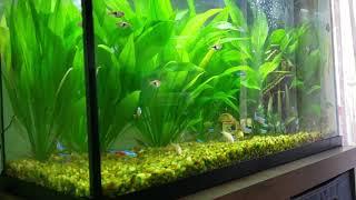 Jungle Amazon Sword plants |  Echinodorus amazonicus with Community fish..