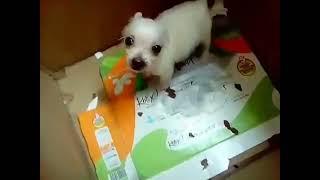 Sorprendente!! Perro hablando (pide b0mb4rd3ar Caracas)