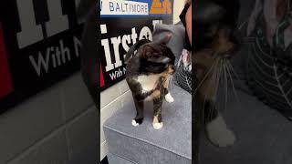 Say hello to Shrimp, Maggie, Geordi, and Sir William! #adoptacat #cats #kittens #maryland