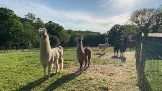 Llama alarm call. Two llamas can be heard sounding the alarm.