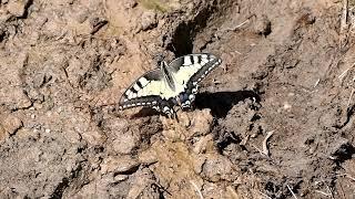 Papilio machaon - Swallowtail (Linnaeus, 1758)