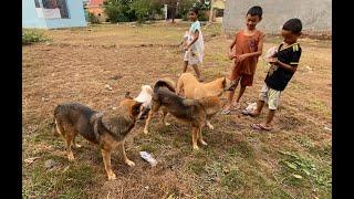 Girls Boys Feed Dogs And Play With Them In Field - Smart Pets - Asian Dog Blog