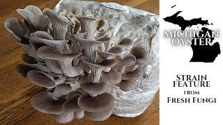 STRAIN FEATURE: Michigan Oyster (Pleurotus ostreatus) from Fresh Fungi