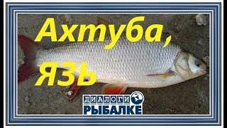 Диалоги о рыбалке - 087 / Язь. Ахтуба