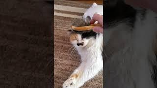  Kitty loves to be brushed. She tells me when I am to brush her.  #cats