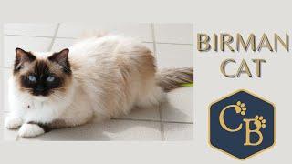 Birman (Sacred Birman cat)  In detail.