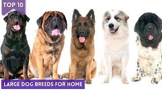 Top 10 Large Dog Breeds For Home : Large Dog Breeds