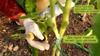 Two tomato roots feed one plant