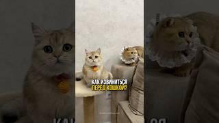 Обидели кошку? Вот как вернуть её доверие!️