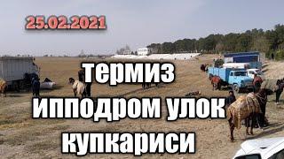 ТЕРМИЗ ИППОДРОМ УЛОК КУПКАРИ 25.02.2021