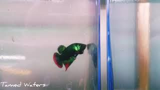 Green form of wild Betta Imbellis