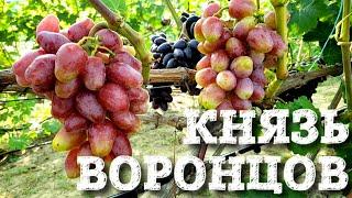 КНЯЗЬ ВОРОНЦОВ - ОГРОМНЫЕ ЯГОДЫ И ТОВАРНЫЕ ГРОЗДИ.