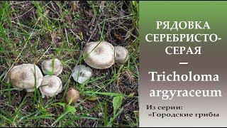 Рядовка серебристо-серая  -  Tricholoma argyraceum.