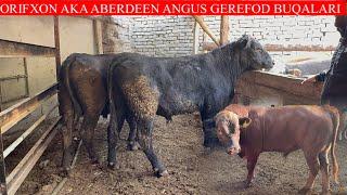 ORIFXON AKANI ABERDEEN ANGUS GEREFOD BUQALARI KELDI LEKIN BUQALAR O’TA KUCHLI EKAN