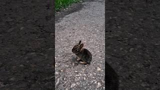 little Cutie #babyhare #leveret #hare #eveningwalks #nature #shorts #rochester #minnesota #america