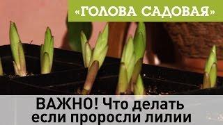 Голова садовая - ВАЖНО! Что делать если проросли лилии