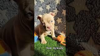 голубоглазое чудо #американскийбулли #bullypuppies