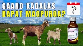 HOW FREQUENT SHOULD YOU DEWORM- Gaano kadalas ka ba dapat Magpurga