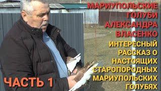 Мариупольские голуби Александра Власенко. Интересный рассказ о старопородных мариупольских голубях.