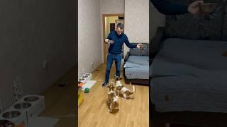 Ты - не ты, когда голоден /ч.1 #джекрасселтерьер #jackrussellterrier