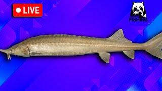 Lets Catch Some E-Sturgeons - Russian Fishing 4