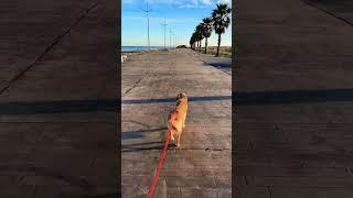 Утренние прогулки в #batumi #travel #shorts #ретривер #goldenretriever