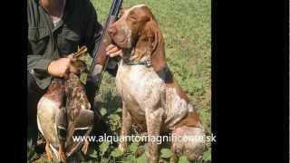 BRACCO ITALIANO - ALQUANTO MAGNIFICENTE KENNEL - SLOVAKIA