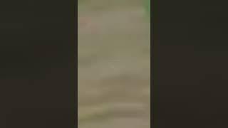 @SHOH PUBGM #pubgshorts