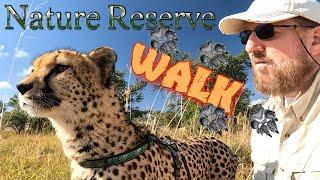 Gabriel The Cheetah Walks In Game Reserve 1st Time | BIG Cat Instincts Trigger As He Stalks A Zebra