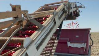 California drought hurting tomato farmers
