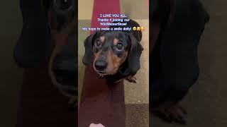 I wanna be ur slave. #dog #doglover #dachshund #sausagedog #shorts #cute #pets #foryou