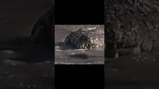 Scarface the king  | Lion vs Crocodile | Ultimate Showdown of Power and Pride #shorts #scarface