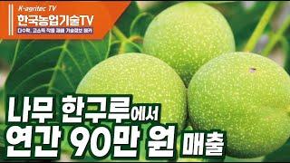 [한국농업기술TV, 호두나무 재배2] 3만평 호두농장,  호두묘목 재식거리, 호두나무 한 그루당 수확량, 여름철에 반드시 해 주어야 할 일, 호두 탄저병, 호두 수확시기, 호두가격