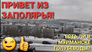 Привет из заполярья! Есть ли голубеводы в Мурманске? Голуби разных регионов. 