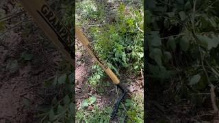 Here’s how I’m pulling out #invasive #privet #saplings, quick and easy! This #tool is so awesome.