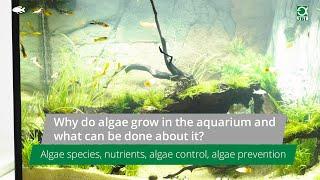 JBL TV #2: Why do algae grow in the aquarium?