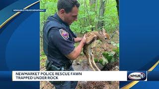 Newmarket police rescue fawn trapped under rock