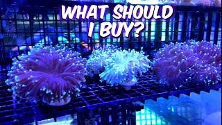 Buying NEW CORAL Frags For My Mini FLUVAL Saltwater Reef Tank - A1A Adventures