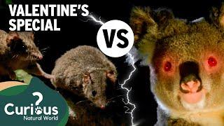 Tough KoaLOVE VS 14 Hour Antechinus Marathon  | Moody Beasts | Curious?: Natural World