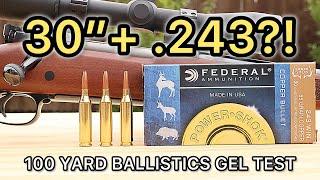 243 Winchester Federal Copper 85gr Ballistics Gel Ammo Test