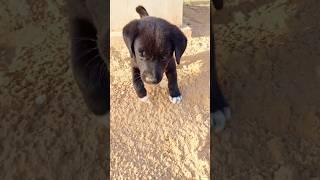 Honey | Puppy Barking | Dog Sound #shorts #youtubeshorts #dog #dogvoice #puppy