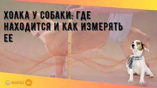 Холка у собаки: где находится и как измерять ее