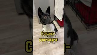 Собака-ревновака  #питомцы #собака #карельскаямедвежьясобака #ревность #dog