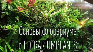 Основы палюдариума флорариума с @Florariumplants - флорариумы