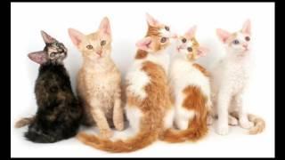 LaPerm Cat and Kittens | History of This Charming Breed