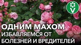 ОТ ВСЕХ БЕД РОЗ ПОМОЖЕТ ОДНО ЗАБЫТОЕ СРЕДСТВО! Обработка роз от болезней и вредителей