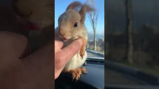 Где же ты Гайка ? #squirrel