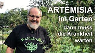 Artemisia im Garten dann muss die Krankheit warten